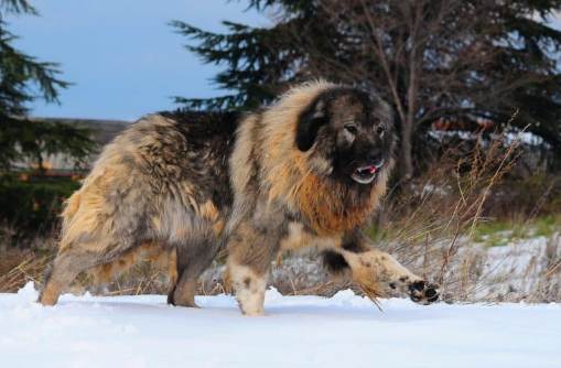 largest leonberger