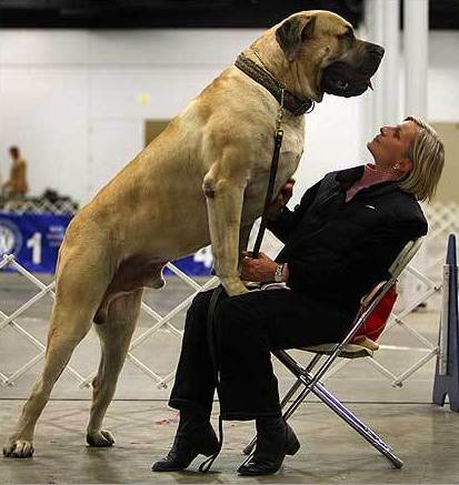 Top 10 Largest Dog Breeds in the World 2021