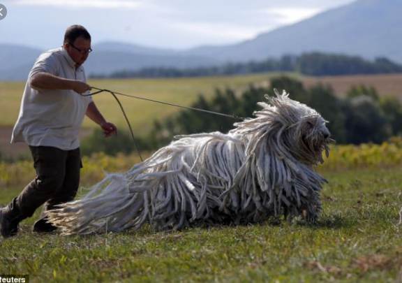 Top 10 Largest Dog Breeds in the World 2021