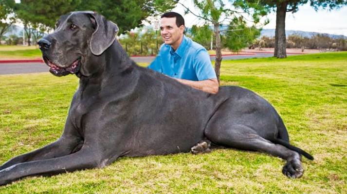 Top 10 Largest Dog Breeds in the World 2021