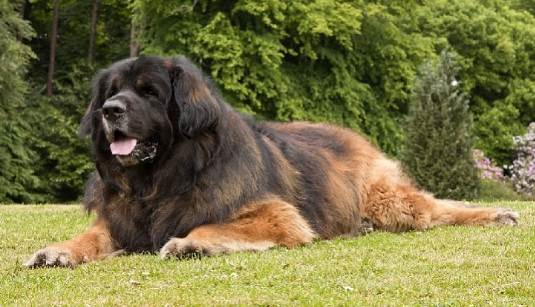 Top 10 biggest Dog Breeds in the World 2021
