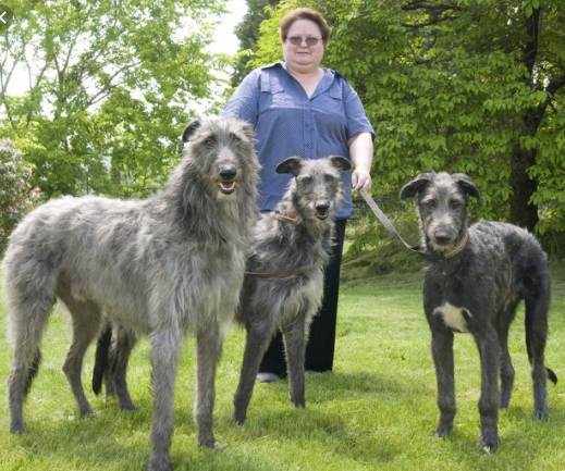 Top 10 biggest Dog Breeds in the World 2021