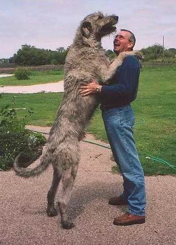 Top 10 Largest Dog Breeds in the World 2021
