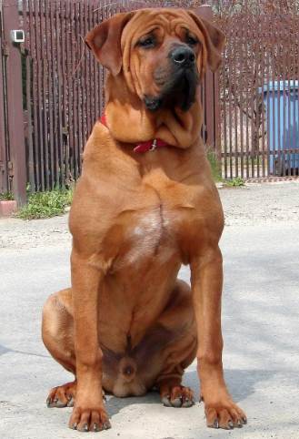 Top 10 fattest Dog Breeds in the World 2021