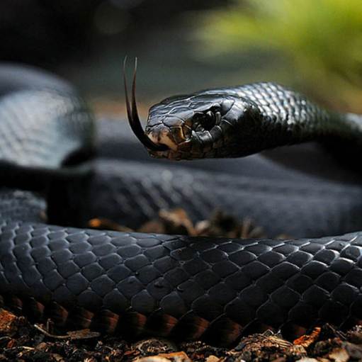 Top 10 Most Poisonous Snakes in The World (2020)