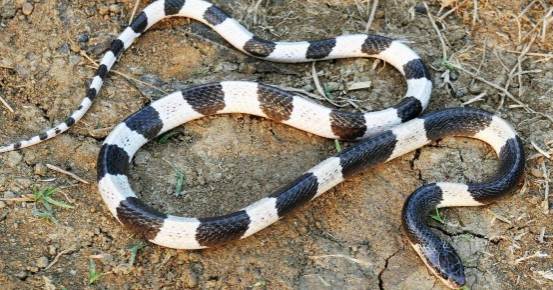 Top 10 Most Venomous Snakes in The World (2020)
