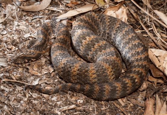 Top 10 Most Venomous Snakes in The World (2020)