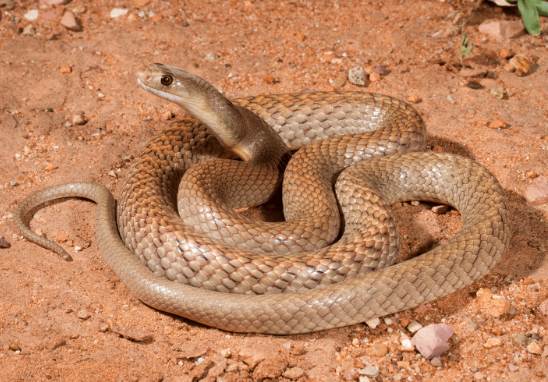 Top 10 Most Venomous Snakes in The World (2020)