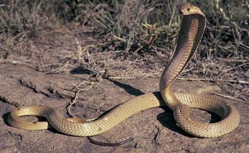 Top 10 Most Poisonous Snakes in The World (2020)