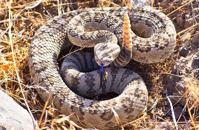 Top 10 Most Venomous Snakes in The World (2020)