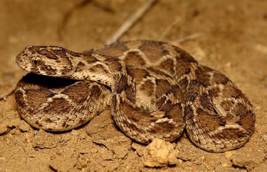 Top 10 Most Poisonous Snakes in The World (2020)
