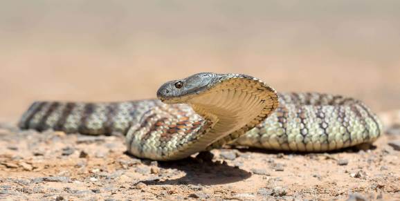 Top 10 Most Poisonous Snakes in The World (2020)