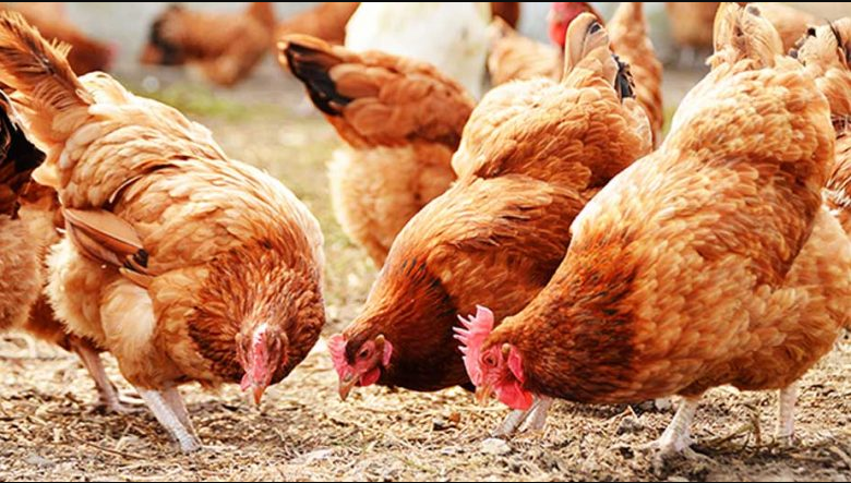 Full Costs and how to start Small scale poultry farming business in Nigeria