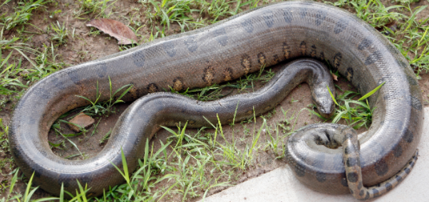 Strongest Animals in the World 2022