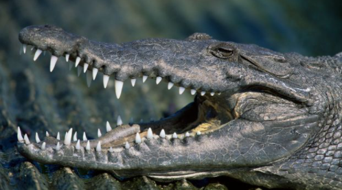 Strongest Animals in the World