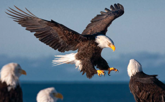 Strongest Animals in the World 2022