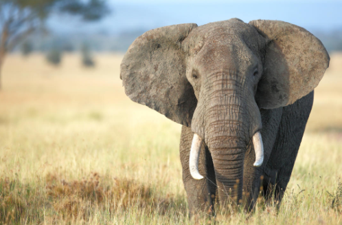 Strongest Animals in the World 2021