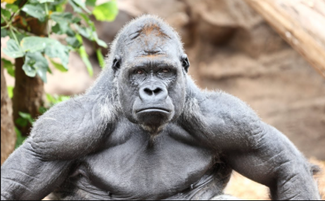 Strongest Animals in the World 2022