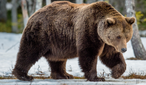 Strongest Animals in the World 2022