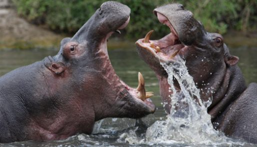 Strongest Animals in the World 2022