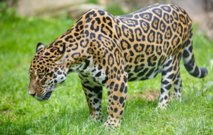 Strongest Animals in the World 2022