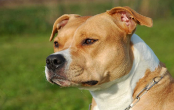 Most Aggressive Dog Breeds in the World 2021