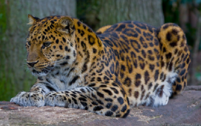 Top 10 Rarest Animals in the World 2021