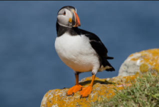 Most beautiful birds in the world 2021
