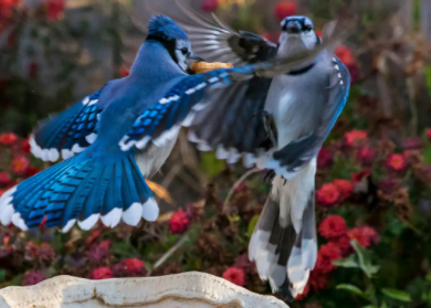 Most beautiful birds in the world 2021