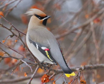 Top 10 Most beautiful birds in the world 2021