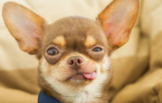 Most Aggressive Dog Breeds in the World 2021