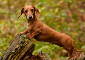 Most Aggressive Dog Breeds in the World 2021