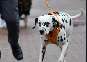 Most Aggressive Dog Breeds in the World 2021