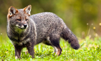 Top 10 Rarest Animals in the World 2021