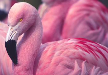 Most beautiful birds in the world 2021