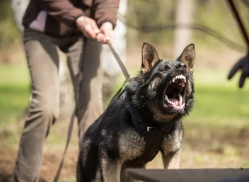 Top 10 Most Aggressive Dog Breeds in the World 2021