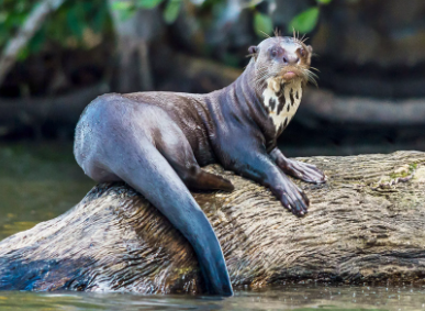 Top 10 Rarest Animals in the World 2021