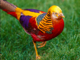 Most beautiful birds in the world 2021