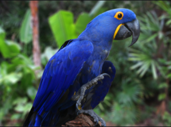 Top 10 Most beautiful birds in the world 2021