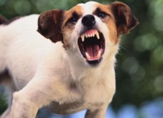 Most Aggressive Dog Breeds in the World 2021