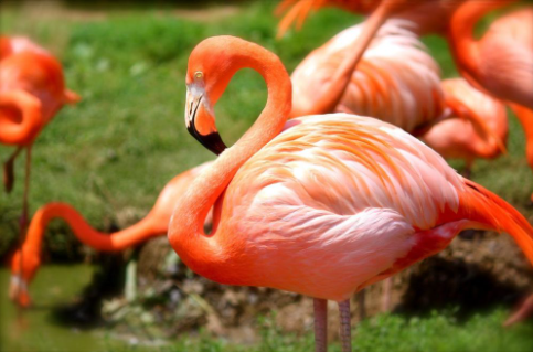 Top 10 Most beautiful birds in the world 2021
