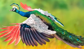Most beautiful birds in the world 2021