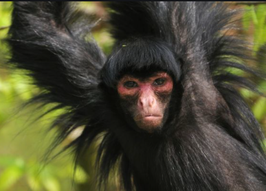 Top 10 Rarest Animals in the World 2021