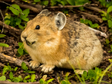 Top 10 Rarest Animals in the World 2021
