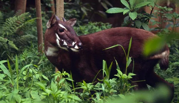 Top 10 Rarest Animals in the World 2021