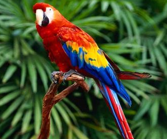 Most beautiful birds in the world 2021