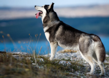 Top 10 Most Aggressive Dog Breeds in the World 2021