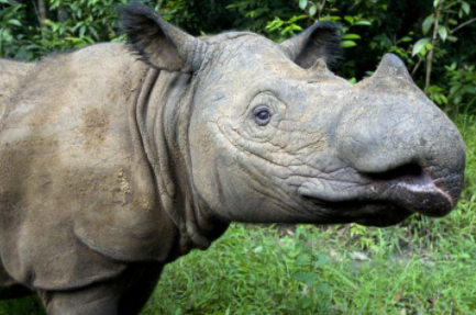 Top 10 Rarest Animals in the World 2021