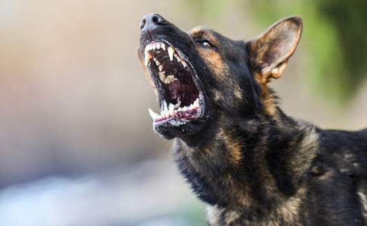 Top 10 Most Aggressive Dog Breeds In The World 2021 Webbspy