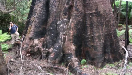 Top 10 Biggest Trees in the World 2021